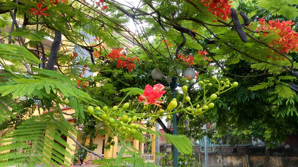[BDT 58] Chuyên Nguyễn Trãi - Cội nguồn của tình bạn cao đẹp